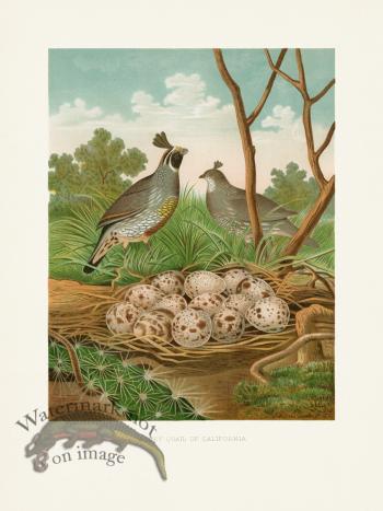 Thomas Gentry Bird 05